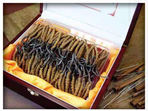 宁城冬虫夏草回收